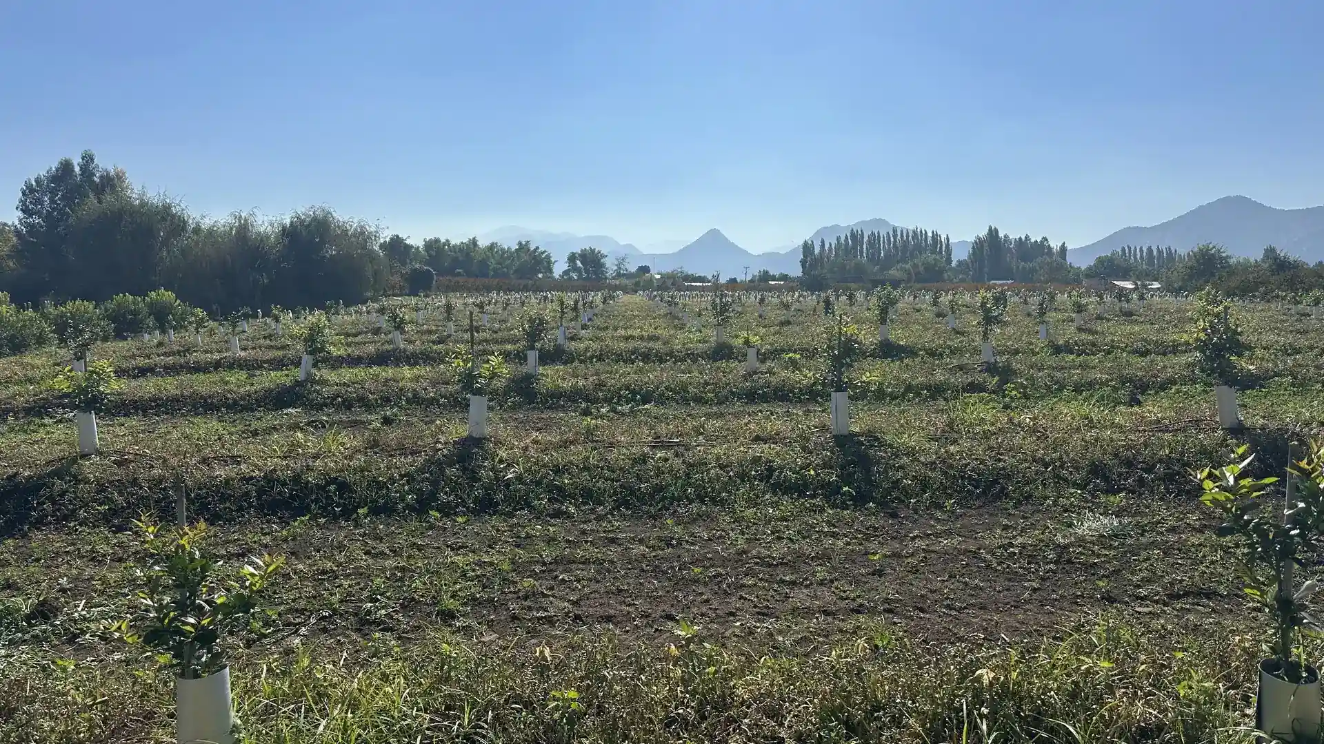 Huerto joven con protectores blancos, riego por goteo y cordillera bajo cielo despejado.